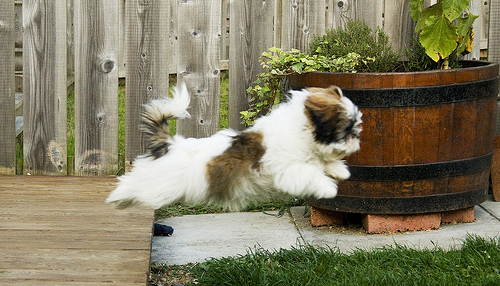 10 Shih Tzus Totally Defying The Laws Of Physics 2 Juno flying off the deck!