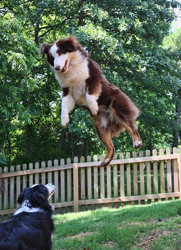 cool jumping corgi pics