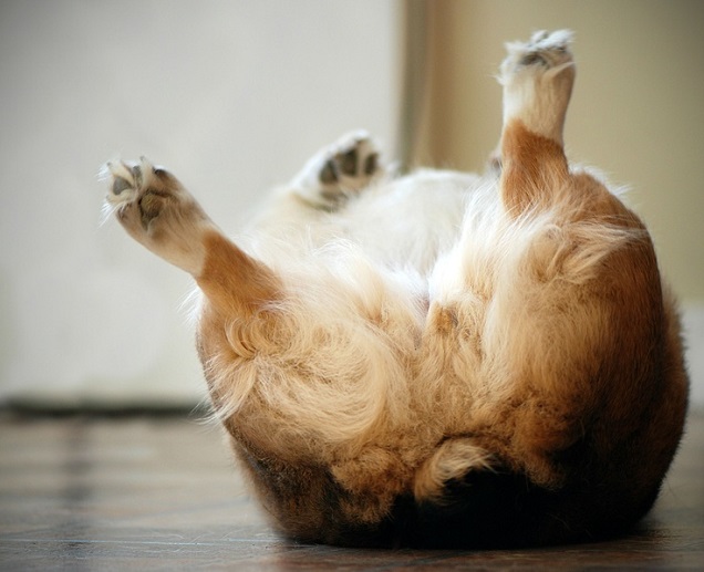 corgi down nap pics