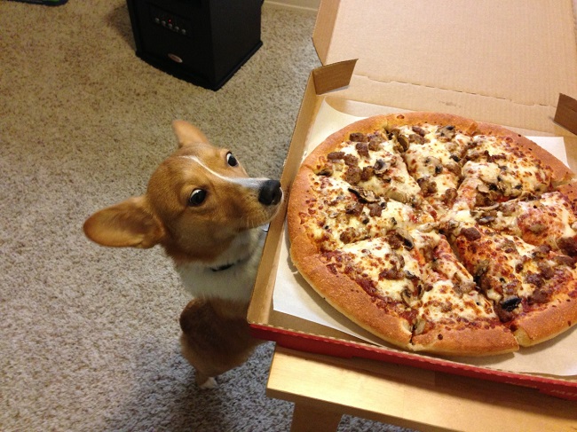 corgi eating pizza table