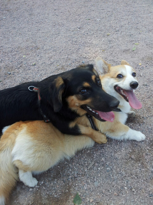 corgi friends dogs pics