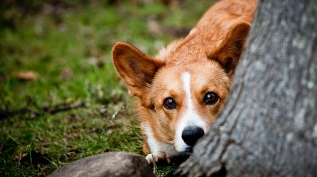 corgi listen tree forest
