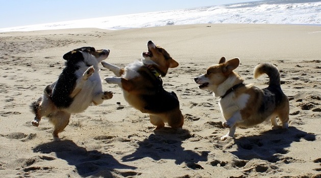 Top 10 Things Corgis Don’t Like 3