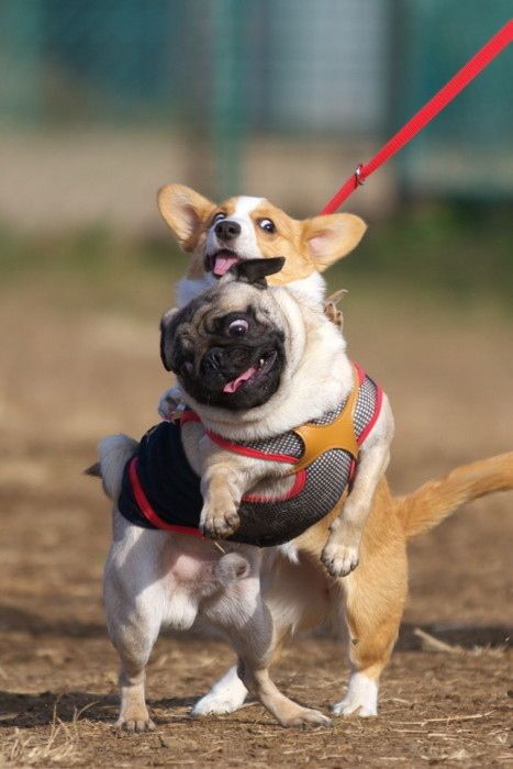 corgi pug playing