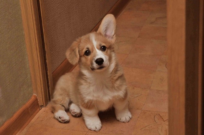corgi puppy want walk