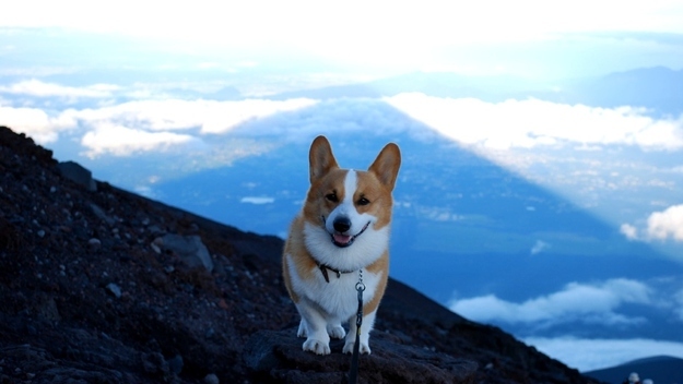 corgi trip mountains sky