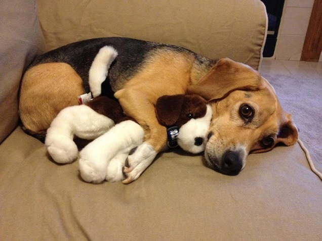 18 Things All Beagle Owners Must Never Forget 7 cute beagle dog toy amazing