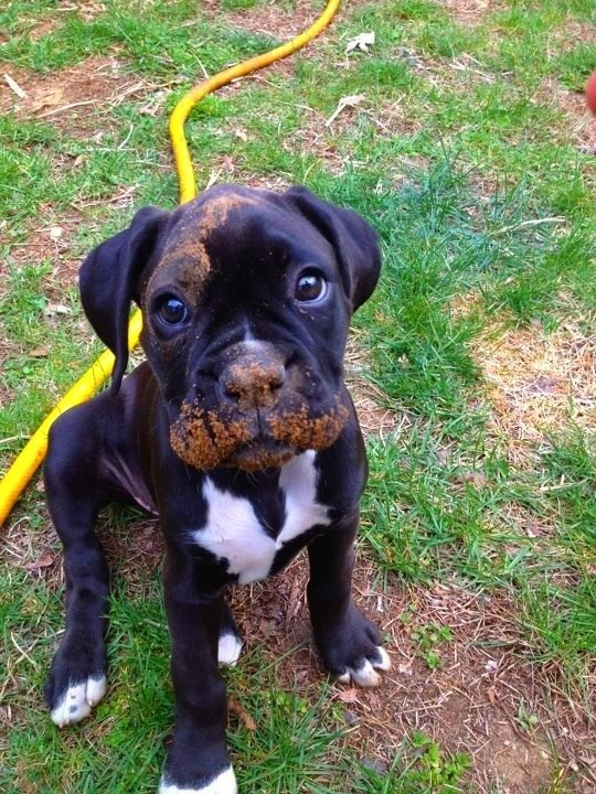 16 Reasons Boxers Are Not The Friendly Dogs Everyone Says They Are 11 cute black puppy mud