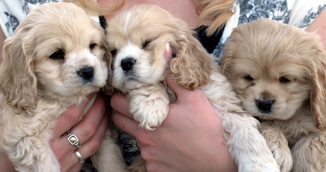 14 Signs You Are A Crazy Cocker Spaniel Person 1 cute cocker spaniels puppies hands
