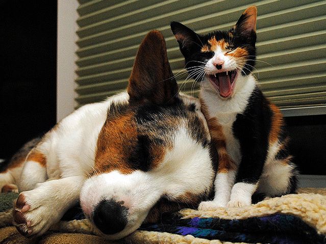 cute corgi kitty pics sleep