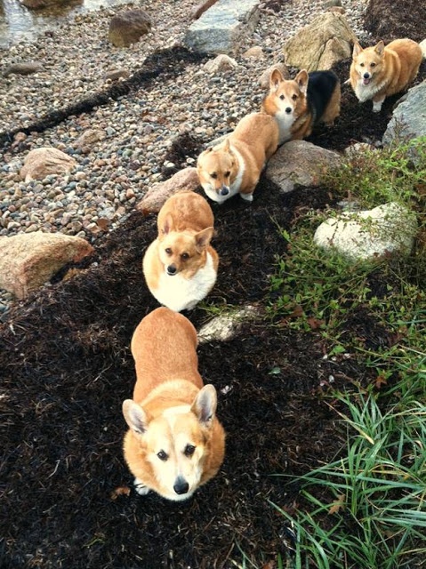 cute corgi line dogs