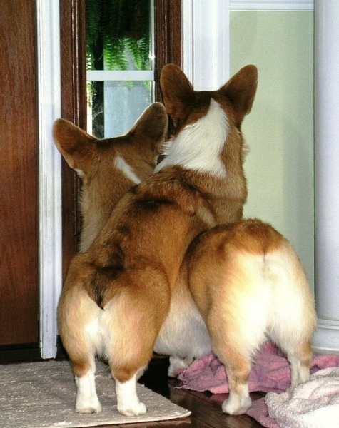 cute corgis waiting at the door