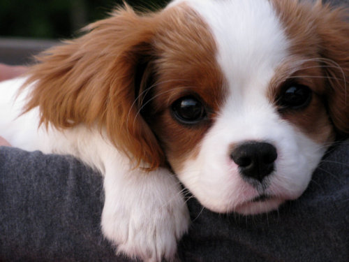 cute face spaniel king charles spaniel
