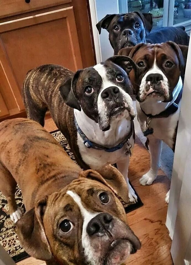 cute faces boxer dogs begging pics