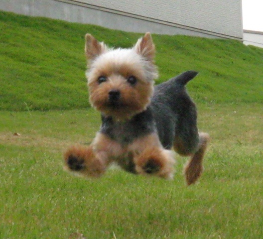 cute fly yorkie