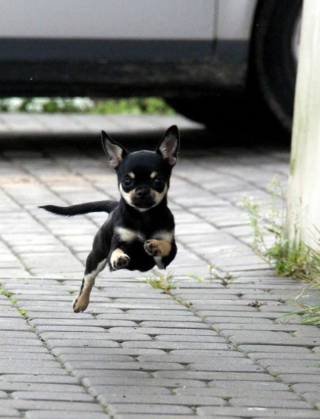 cute flying chihuahua