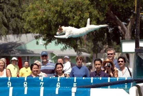 cute flying dog jack russell