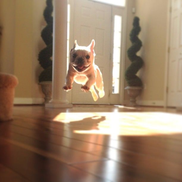 cute french bulldog fly