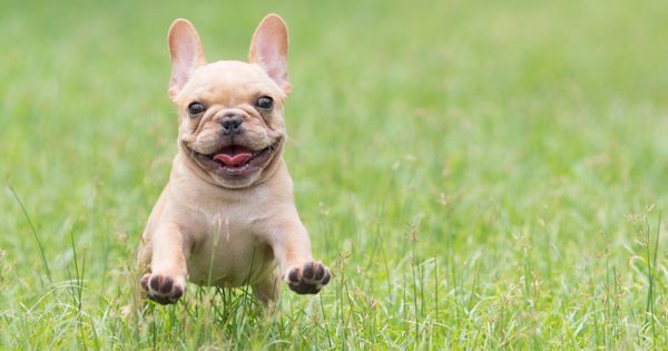 cute frenchie run jump grass