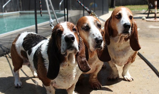 Top 10 Things Basset Hounds Don’t Like 10 cute friends basset hounds