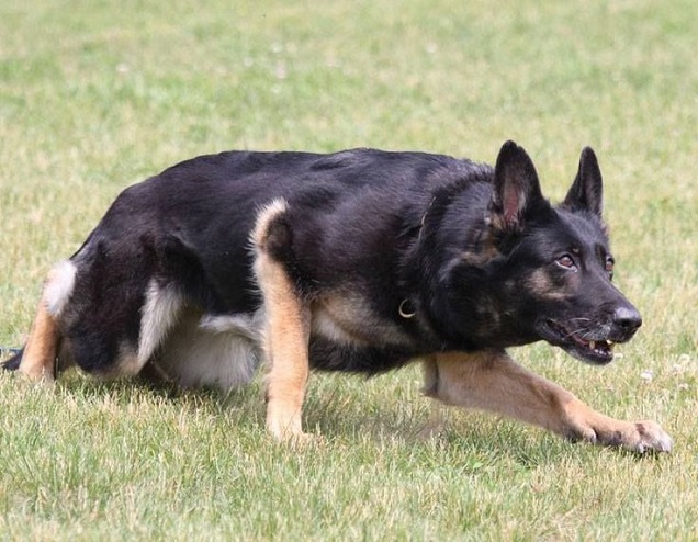 cute german shepherd playing