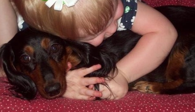 17 Most Difficult Emotions Dachshunds Go Through That Their Owners Must Never Forget 2 17 Most Difficult Emotions Dachshunds Go Through That Their Owners Must Never Forget 2
