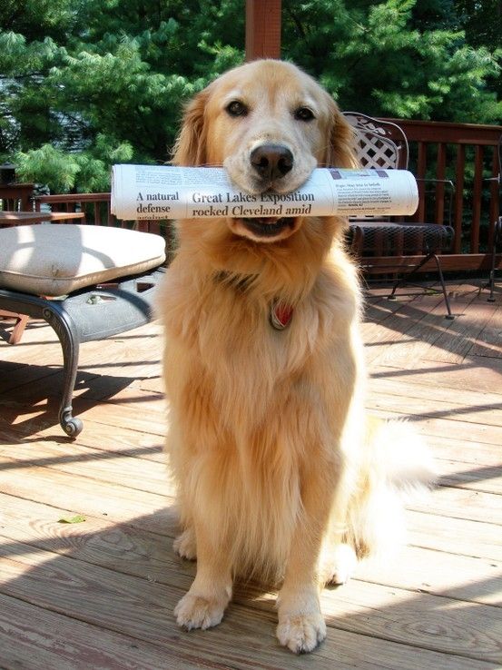 12 Reasons Why You Should Never Plan A Golden Retriever Party 9 cute golden retriever with paper