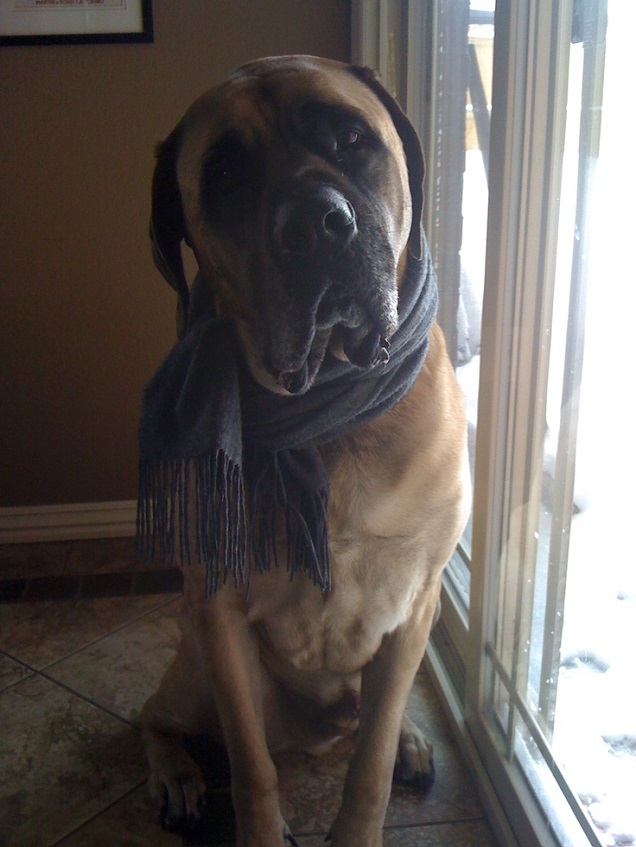 cute mastiff photo pics