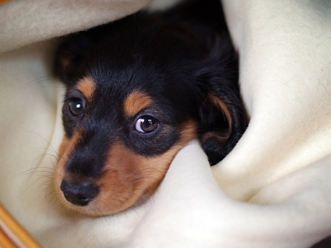 17 Most Difficult Emotions Dachshunds Go Through That Their Owners Must Never Forget 1 17 Most Difficult Emotions Dachshunds Go Through That Their Owners Must Never Forget 1