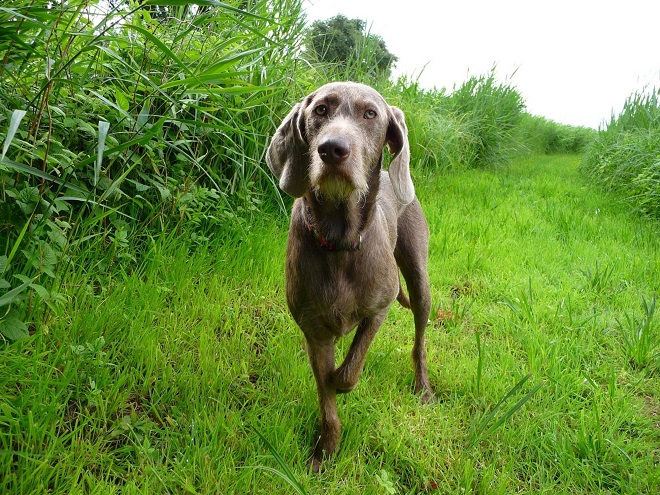 cute pointer green grass
