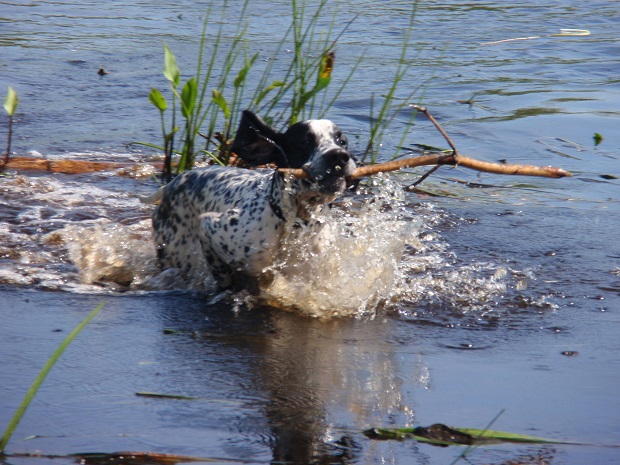 cute pointer water run stick