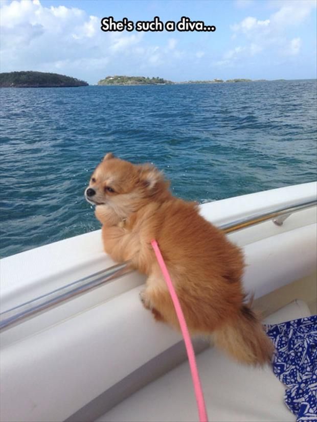 Top 10 Things Pomeranians Don’t Like 4 cute pomeranian water boat