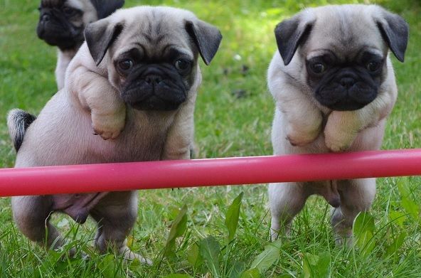 12 Pugs Totally Defying The Laws Of Physics 4 cute pugs jump photo