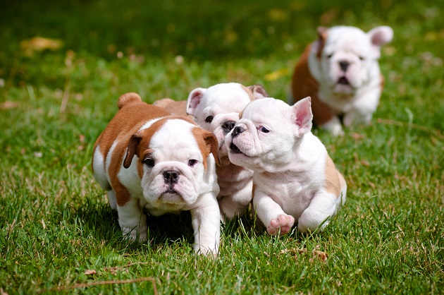 cute puppies english bulldogs run