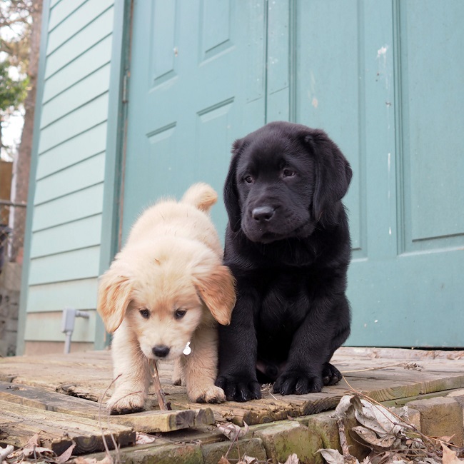 cute puppies labradors pics