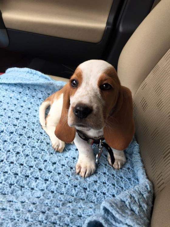 Top 10 Things Basset Hounds Don’t Like 7 cute puppy basset hound car