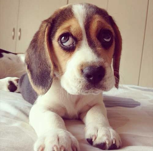 18 Things All Beagle Owners Must Never Forget 17 cute puppy beagle