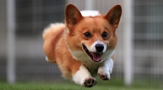 12 Corgis Totally Defying The Laws Of Physics 1