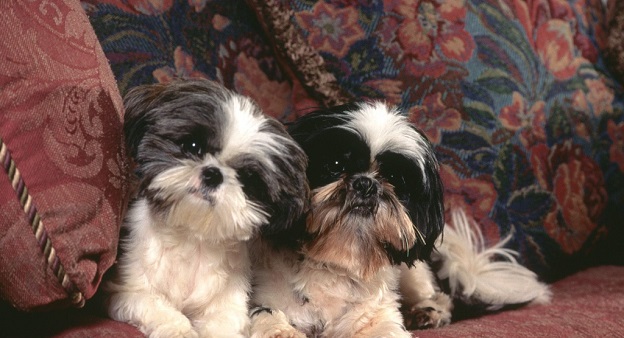 Top 10 Things Shih Tzus Don’t Like 9