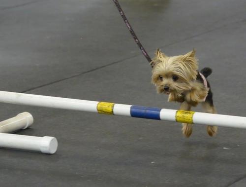 cute yorkie jumping
