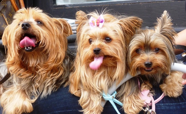 cute yorkies friends dogs