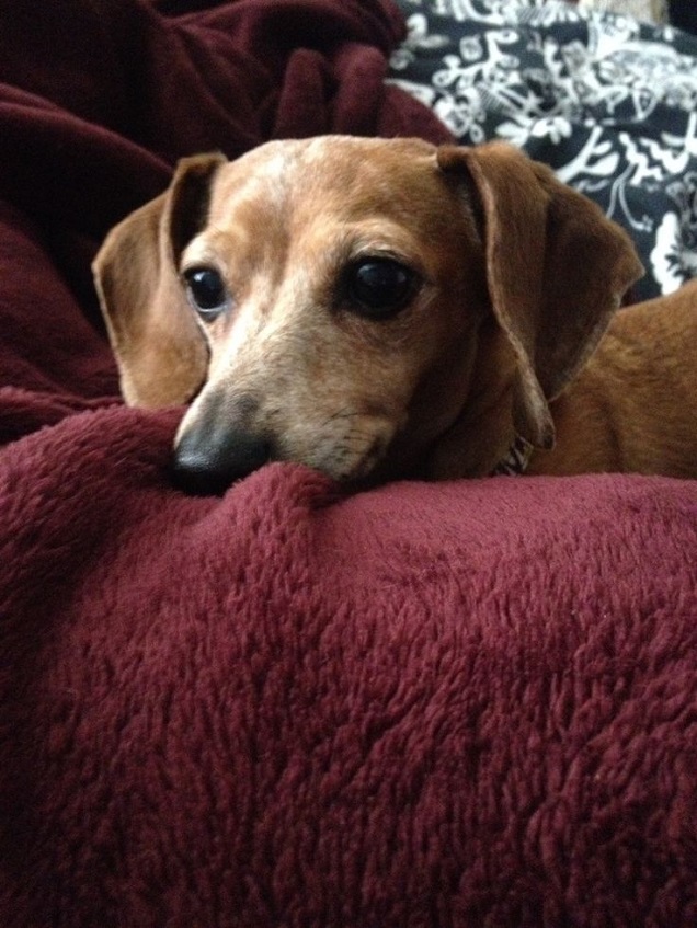 17 Most Difficult Emotions Dachshunds Go Through That Their Owners Must Never Forget 11 dachshund face picture thinking