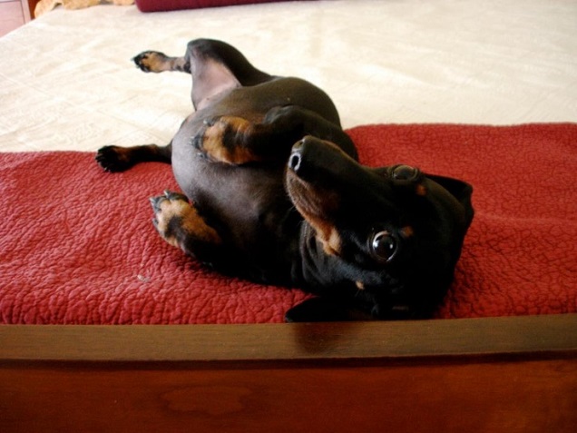 17 Most Difficult Emotions Dachshunds Go Through That Their Owners Must Never Forget 16 dachshund lying down bed pics