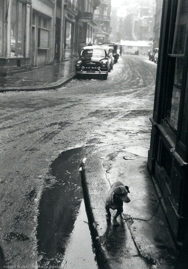 17 Most Difficult Emotions Dachshunds Go Through That Their Owners Must Never Forget 10 dachshund old photo street