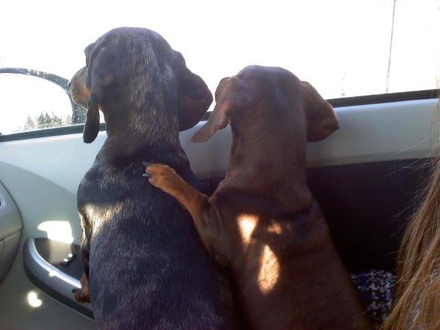 17 Most Difficult Emotions Dachshunds Go Through That Their Owners Must Never Forget 14 dachshunds car trip window