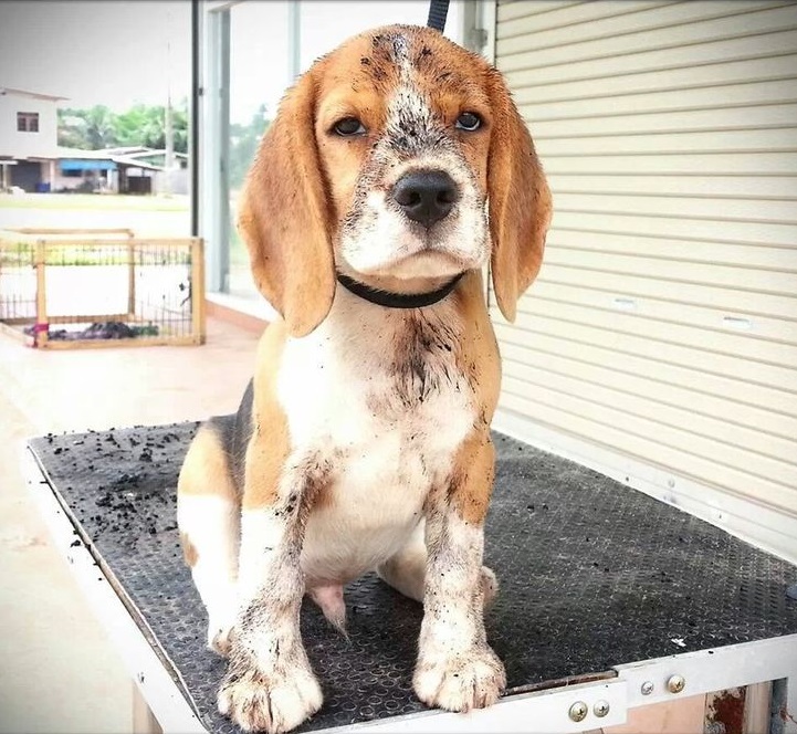 18 Things All Beagle Owners Must Never Forget 16 dirty beagle photo dog