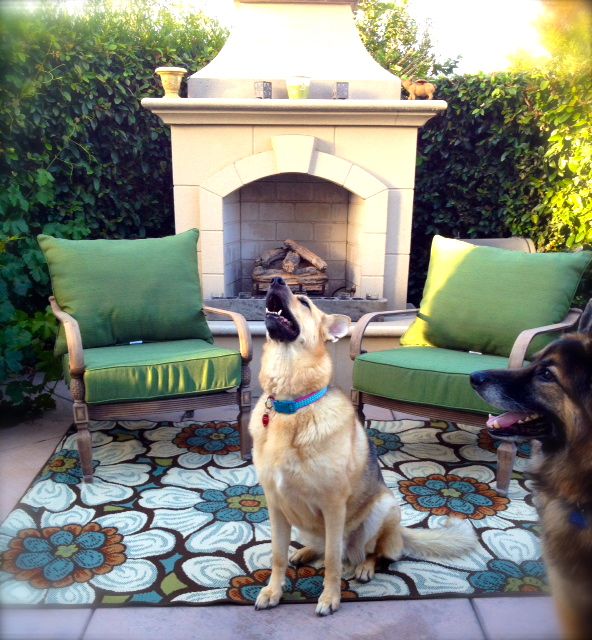 dogs watching birds GSD