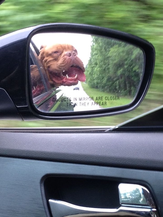 dogue de Bordeaux car mirror