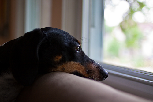 17 Most Difficult Emotions Dachshunds Go Through That Their Owners Must Never Forget 7 doxie waiting window sad