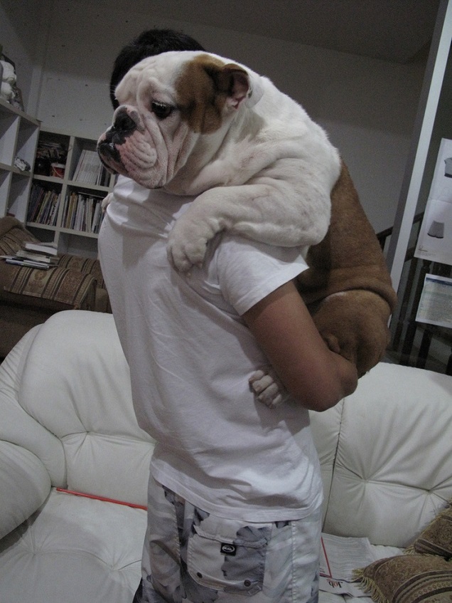 english bull dog hugs man